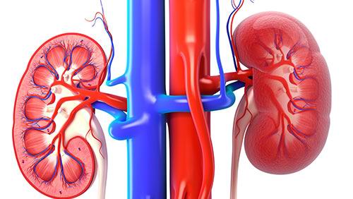 腎結石的危害都有哪些?