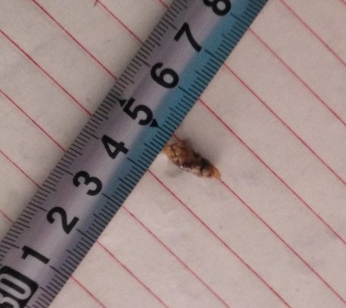 ^ָᘯίݔĩ˽Y(ji)ʯ