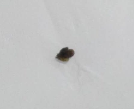 ^ָᘯίʯδųĽY(ji)ʯ