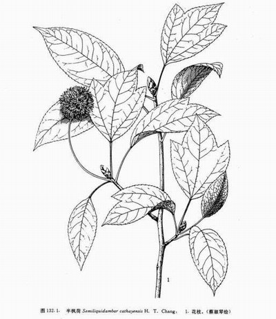 七擒孟獲半楓荷的故事