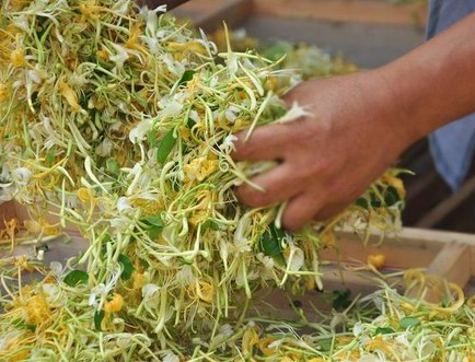 植物類藥材的采收時間